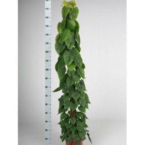 Филодендрон Сканденс на моховой опоре 27 см 180 см